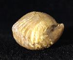 Torquirhynchia royeriana (ORBIGNY 1850) - Bild © FossNet FossilienStore